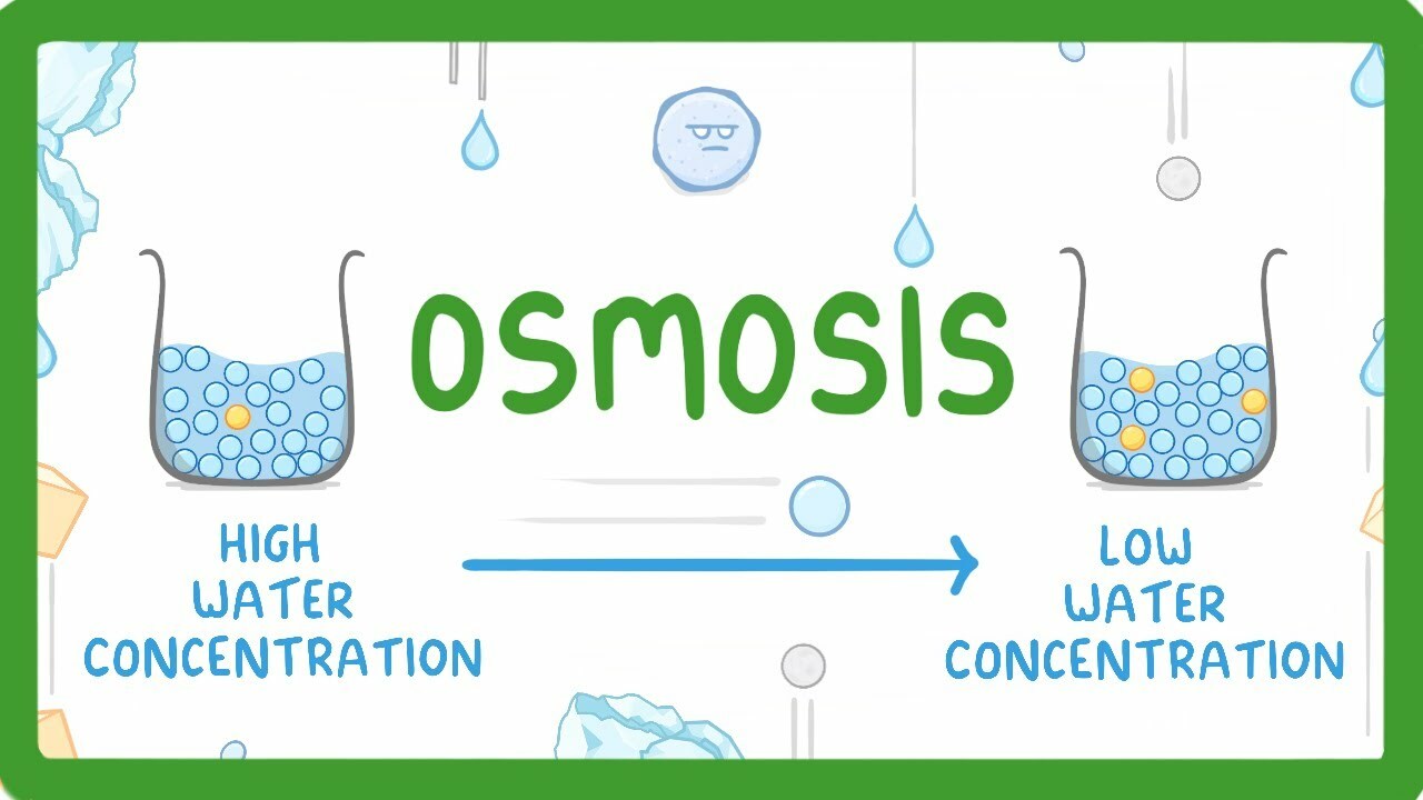 GCSE Biology - Osmosis #8